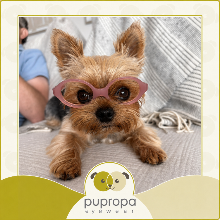 yorkie in glasses