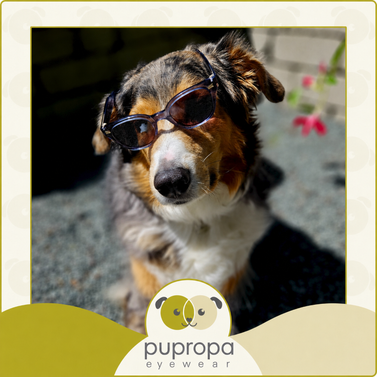 aussie in sunglasses