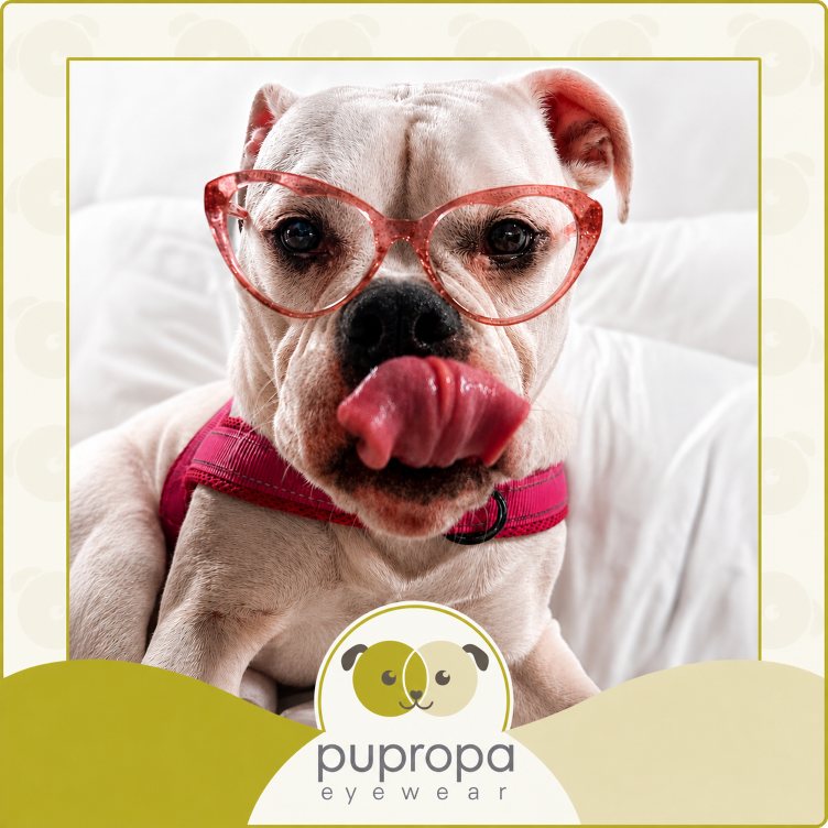 pitbull in glasses