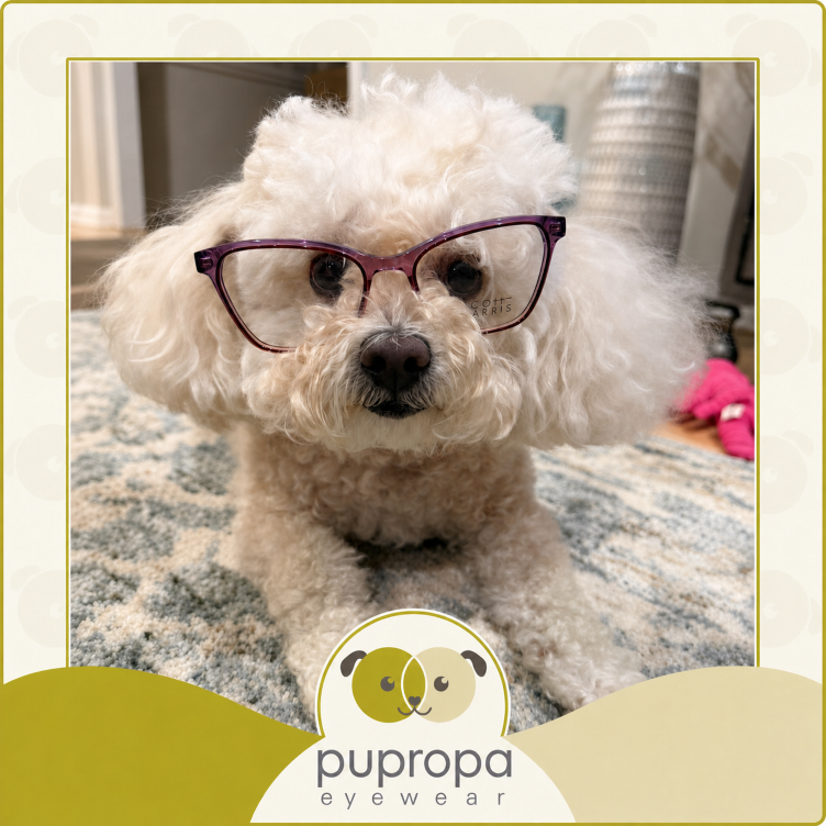 maltipoo in glasses